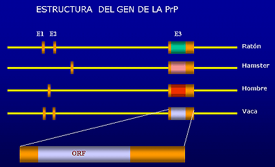 Estructura del gen de la PcP.